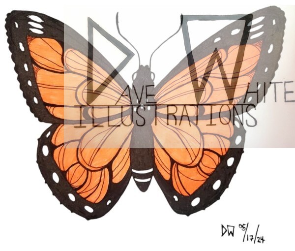 White, Dave. Monarch. May 17, 2024, Dave White Illustrations.